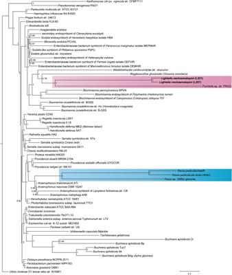 Lightella neohaematopini: A new lineage of highly reduced endosymbionts coevolving with chipmunk lice of the genus Neohaematopinus